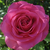 Rózsaszín - Teahibrid rózsa - Lucia Nistler®
